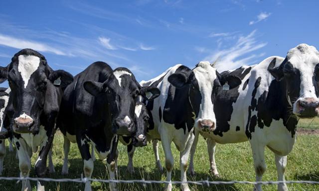 Canadian dairy farmers urge Ottawa not to make dairy concessions in U.S. trade talks - https://cdn.connectfm.ca/dairy-farmer.jpg