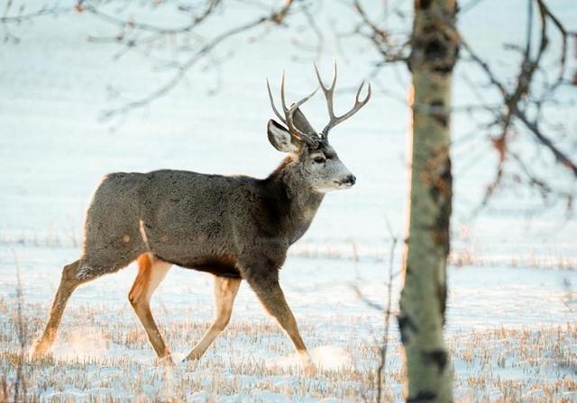 B.C. to kill 25 deer to test for chronic wasting disease in Kootenay region - https://cdn.connectfm.ca/deer.jpg