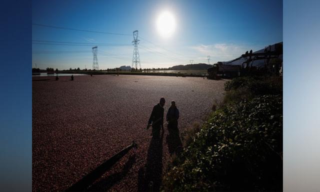 B.C. to ensure fruit growers impacted by co-op closure are paid for past harvests - https://cdn.connectfm.ca/fruit-growers.jpg