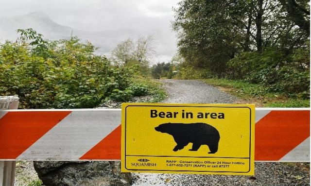 Conservation officers capture two more grizzlies as investigation continues into Bella Coola attack - https://cdn.connectfm.ca/grizzlies.jpg