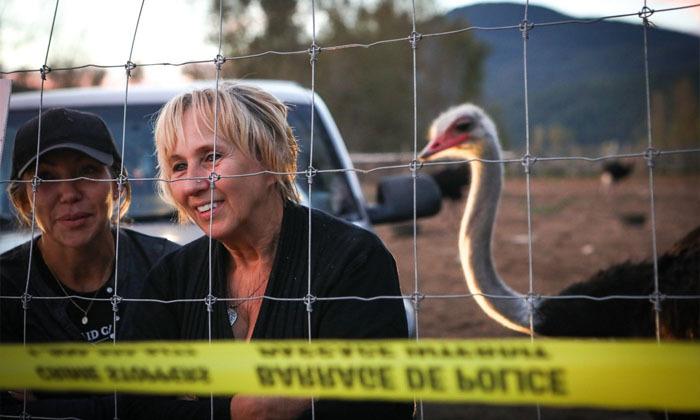 the-supreme-court-of-canada-grants-stay-on-ostrich-cull-farms-lawyer-says