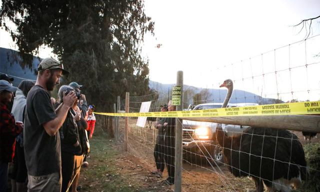 Stay of ostrich cull in southeast B.C. an ongoing potential health risk, CFIA says - https://cdn.connectfm.ca/ostrich-cull.jpg
