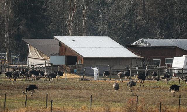 CFIA says threats against staff escalated during B.C. ostrich cull, forcing family relocation - https://cdn.connectfm.ca/ostrich-cull_2026-01-30-170340_gqxe.jpg