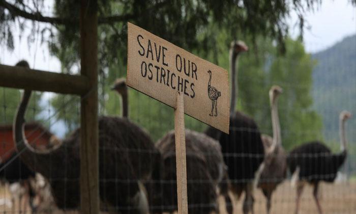 convoy-of-police-and-other-vehicles-outside-b-c-ostrich-farm-advocate-says