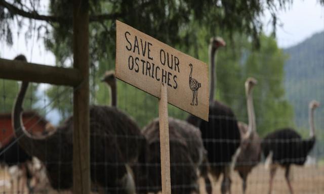 Convoy of police and other vehicles outside B.C. ostrich farm, advocate says - https://cdn.connectfm.ca/ostrich-farm.jpg