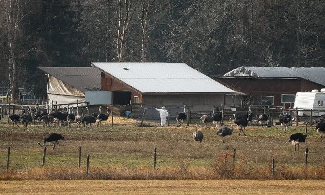 CFIA Begins Ostrich Culling at B.C. Farm After Supreme Court Rejects Final Appeal - https://cdn.connectfm.ca/ostrich-farm_2025-11-07-150050_jrhi.jpg