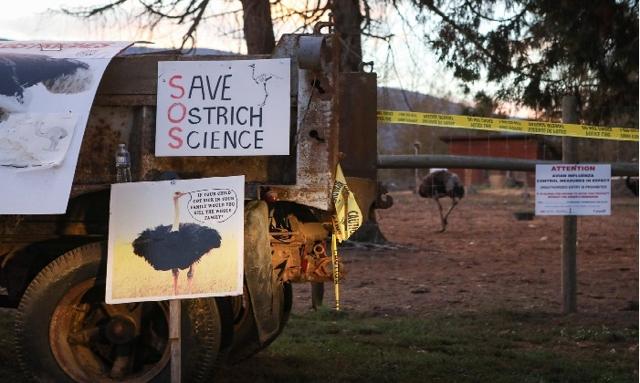 Man charged after altercation linked to protest at B.C. ostrich farm - https://cdn.connectfm.ca/ostrich.jpg