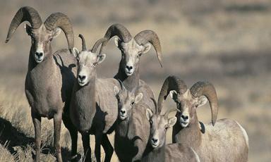 b-c-man-gets-hunting-ban-13-000-penalty-after-illegally-killing-bighorn-ram
