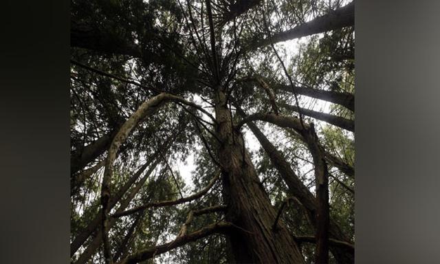 B.C. celebrates 10 billion seedlings planted since 1930 - https://cdn.connectfm.ca/tree.jpg