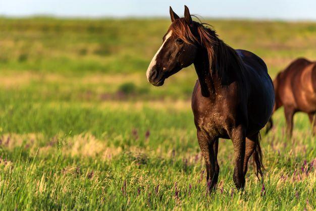 17-wild-horses-shot-dead-near-kamloops-b-c-in-disheartening-act-rcmp