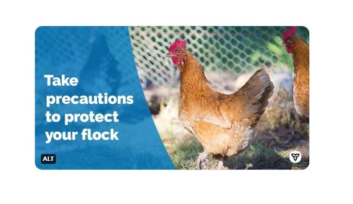 b-c-records-another-case-of-avian-flu-its-third-in-less-than-a-week