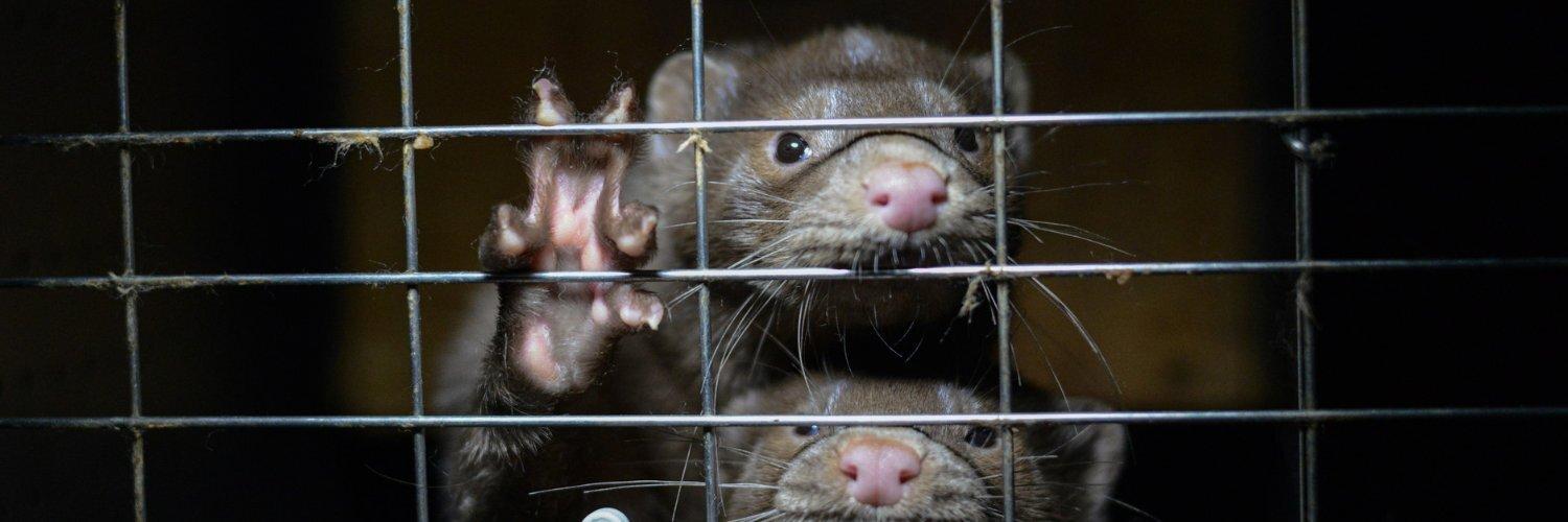 b-c-phasing-out-mink-farms-because-of-covid-19