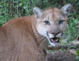 bc-conservation-officer-service-warning-users-of-a-popular-kelowna-park-after-cougar-attack