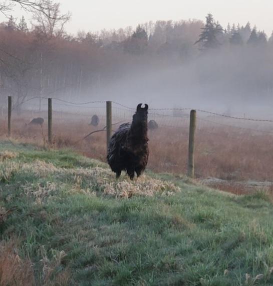 surrey-rcmp-officers-help-a-llama-get-back-safely-to-its-owners