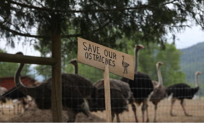 supreme-court-declines-to-hear-b-c-ostrich-farm-appeal-over-avian-flu-cull