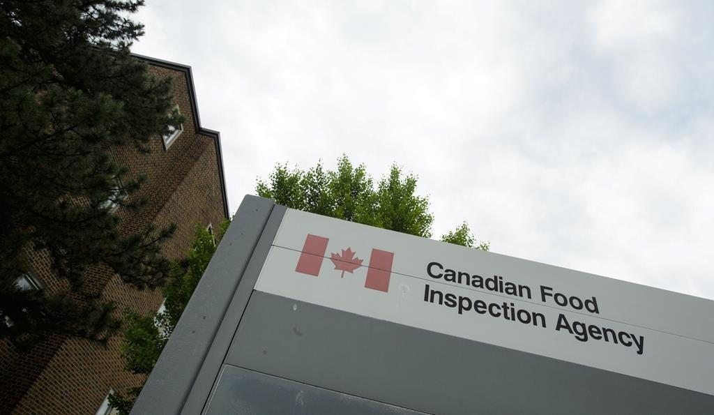 another-challenge-could-be-looming-for-bcs-poultry-and-egg-producers-with-cases-of-the-h5n1-avian-flu-identified-in-newfoundland