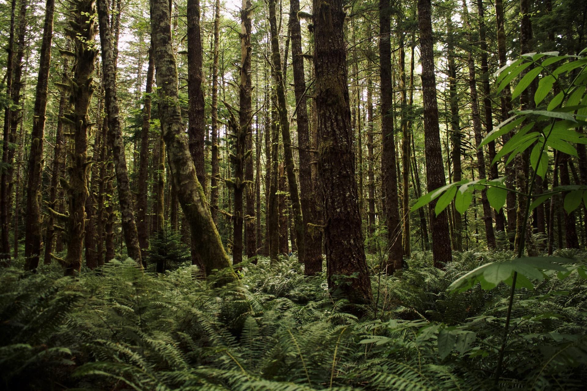 ninety-of-canadas-top-climate-scientists-and-forest-researchers-urging-protection-for-old-growth-trees
