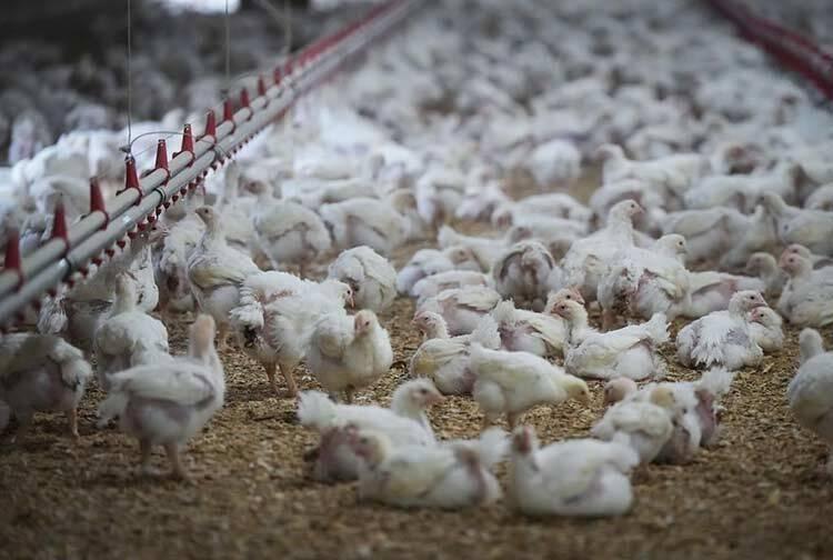 nearly-5-million-chickens-killed-due-to-avian-flu-in-b-c