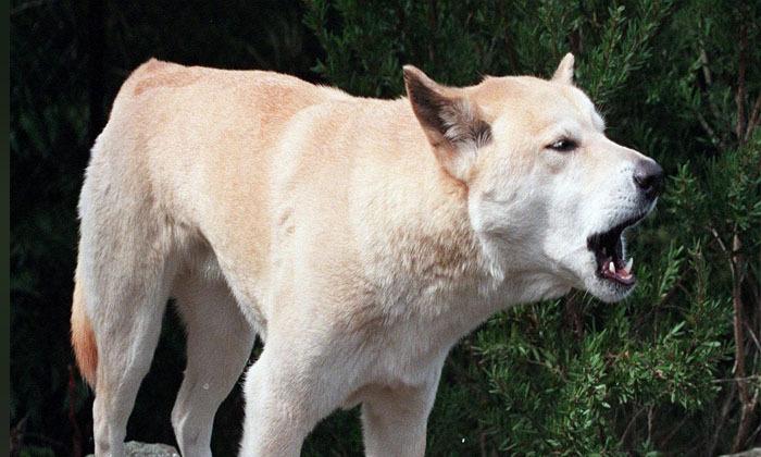 canadian-teens-death-on-australian-beach-shocks-friends-in-b-c